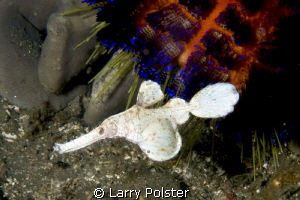 One of my favorite critters in Ambon Bay by Larry Polster 